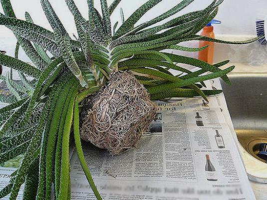 アロエを移植する方法は？