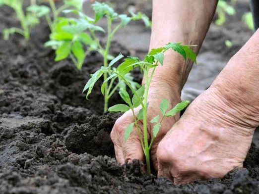 トマトを植える方法？