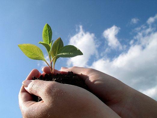 苗を植える方法は？