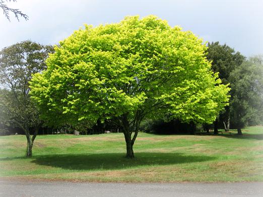 木の夢は何ですか？