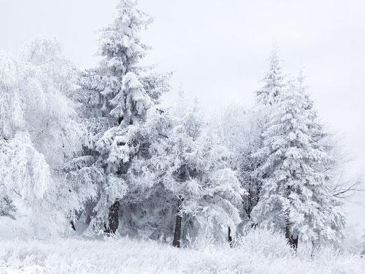 なぜ白雪姫ですか？