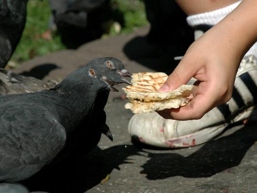 ハトは何を食べるのですか？