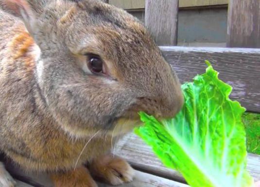 ウサギは何を食べますか？