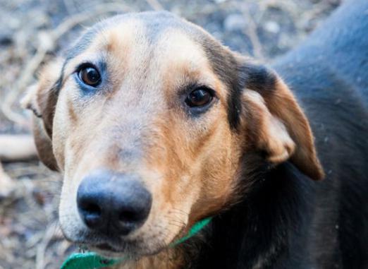 犬を飼う場所はどこですか？