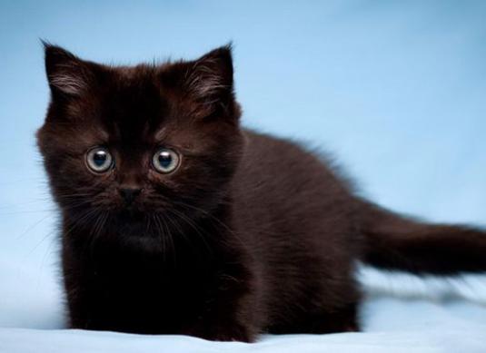 黒人の子猫の名前を付ける方法は？