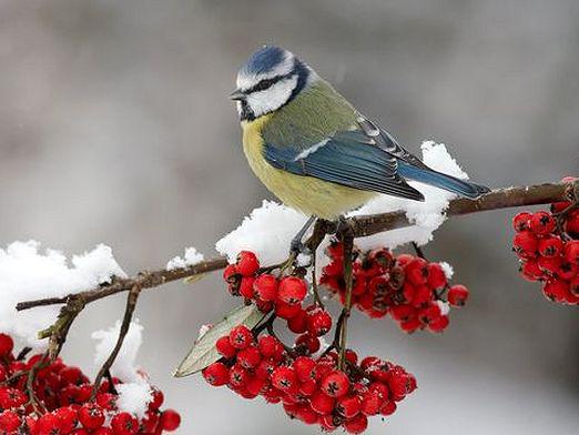 どの鳥が冬になるのですか？