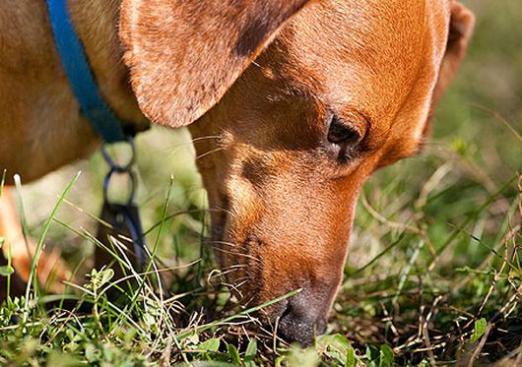 なぜ犬は排泄物を食べるのですか？